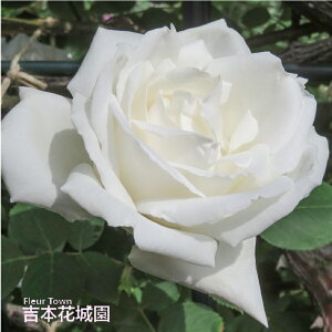 y\z oc tEJ[hVL o NC~O [Y n 2N c o KN ΂ 3{ȏő