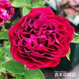 【早割予約中】 バラ苗 ブラックプリンス オールド ローズ 赤系 2年生 大苗 バラ 薔薇 ばら 3本以上で送料無料 10月末より順次発送
