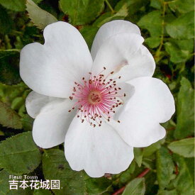 【早割予約中】 バラ苗 ジャクリーヌデュプレ オールド ローズ 白系 2年生 大苗 バラ 薔薇 ばら 3本以上で送料無料 10月末より順次発送