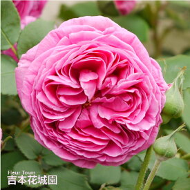 【早割予約中】 バラ苗 マダムイサークぺレール （マダムイザアックペレール） オールド ローズ ピンク系 2年生 大苗 バラ 薔薇 ばら 3本以上で送料無料