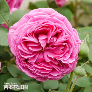 y\z oc }_CT[N؃[ i}_CUAbNy[j I[h [Y sNn 2N c o KN ΂ 3{ȏő