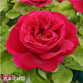 バラ苗 ユーゲンフュルスト オールド ローズ 赤系 2年生 大苗 バラ 薔薇 ばら 3本以上で送料無料