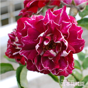 【早割予約中】 バラ苗 ロジャーランベリン オールド ローズ 赤系 2年生 大苗 バラ 薔薇 ばら 3本以上で送料無料