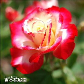 【予約】 バラ苗 ダブルデライト ハイブリッドティー ローズ 複色系 2年生 大苗 バラ 薔薇 ばら 3本以上で送料無料
