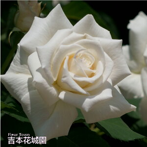 y\z oc pXJ nCubheB[ [Y n 2N c o KN ΂ 3{ȏő