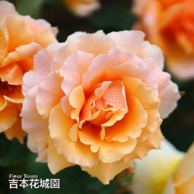 【予約】 バラ苗 ジャストジョーイ ハイブリッドティー ローズ ジャストジョイ 橙系 2年生 大苗 バラ 薔薇 ばら 3本以上で送料無料