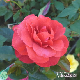 バラ苗 ホットココア フロリバンダ ローズ 茶色系 2年生 大苗 バラ 薔薇 ばら 3本以上で送料無料