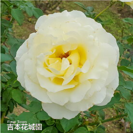 【予約】 バラ苗 エリナ ハイブリッドティー ローズ 黄色系 2年生 大苗 バラ 薔薇 ばら 3本以上で送料無料