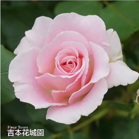 【予約】 バラ苗 ピンクフレンチレース フロリバンダ ローズ ピンク系 2年生 大苗 バラ 薔薇 ばら 3本以上で送料無料