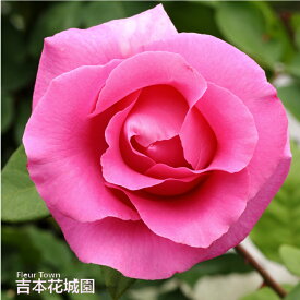 バラ苗 ザマッカートニーローズ ハイブリッドティー ローズ ピンク系 2年生 大苗 バラ 薔薇 ばら 3本以上で送料無料