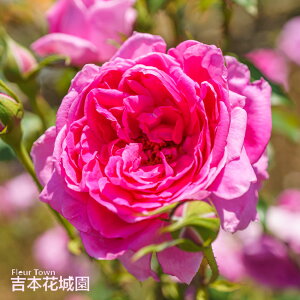 y\z oc p[h o NC~O [Y sNn 2N c o KN ΂ 3{ȏő