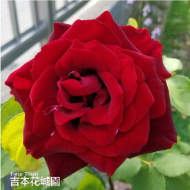 【早割予約中】 バラ苗 黒真珠 くろしんじゅ ハイブリッドティー ローズ 赤系 2年生 大苗 バラ 薔薇 ばら 3本以上で送料無料 10月末より順次発送