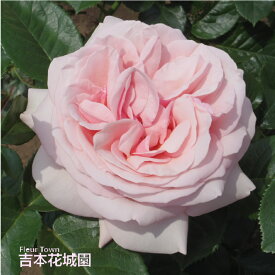 【早割予約中】 バラ苗 アフロディーテ ハイブリッドティー ローズ ピンク系 2年生 大苗 バラ 薔薇 ばら 3本以上で送料無料 10月末より順次発送