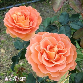 【早割予約中】 バラ苗 ブラスバンド フロリバンダ ローズ 橙系 2年生 大苗 バラ 薔薇 ばら 3本以上で送料無料 10月末より順次発送
