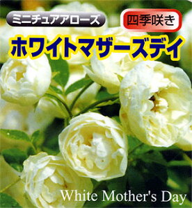 y\z oc zCg}U[YfC izCg}U[Yf[j ~j`Ah [Y ~jo n 2N c o KN ΂ 3{ȏő