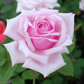 バラ苗 ラフランス ハイブリッドティー ローズ ピンク系 2年生 大苗 バラ 薔薇 ばら 3本以上で送料無料