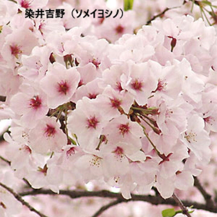 楽天市場 桜苗木 選べる11品種 お家でお花見 染井 吉野 ソメイ ヨシノ 須磨浦普賢像 スマウラフゲンゾウ アーコレード 関山 カンザン 楊貴妃 ヨウキヒ 大提灯 オオチョウチン 雨情枝垂れ ウジョウシダレ 静匂 シズカニオイ 十月 ジュウガツ 大寒 オオカン 大島 オオシマ
