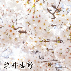 【ご予約品 12月上旬より順次発送】桜苗木 選べる9品種 お家でお花見 染井吉野 兼六園菊 楊貴妃 八重紅枝垂れ 吉野枝垂れ 十月 河津桜 神代曙 四季桜