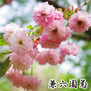 c Iׂ9i ƂłԌ g Ze kM dg} g} \ ͒Í _㏌ lG