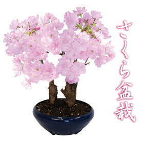 楽天市場 桜 盆栽の通販 楽天市場 桜 盆栽の通販
