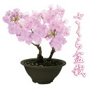 桜盆栽 特上株6号陶器鉢 自宅でお花見さくら盆栽♪【2月上旬からお届け】