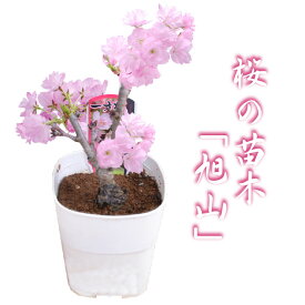 桜の苗木「旭山」一才桜 4号ポット 花1本立ち さくら 苗木 自宅でお花見楽しめる 桜盆栽 ♪ ギフト プレゼント 誕生日 御祝 入学 卒業