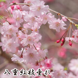 y\i 12{菇zc Iׂ9i ƂłԌ g Ze kM dg} g} \ ͒Í _㏌ lG