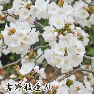 c Iׂ9i ƂłԌ g Ze kM dg} g} \ ͒Í _㏌ lG