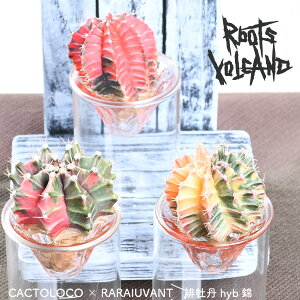 T{e k͔| RootsVolcano ꉲO hyb yz [c{P[m nCh|jbNX CeA CeAO[ q{^ KXrňĂ