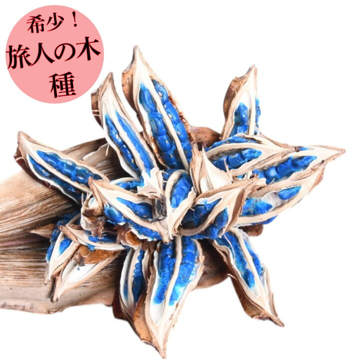 楽天市場】希少品！ 旅人の木の種 おしゃれなインテリア 【送料無料 