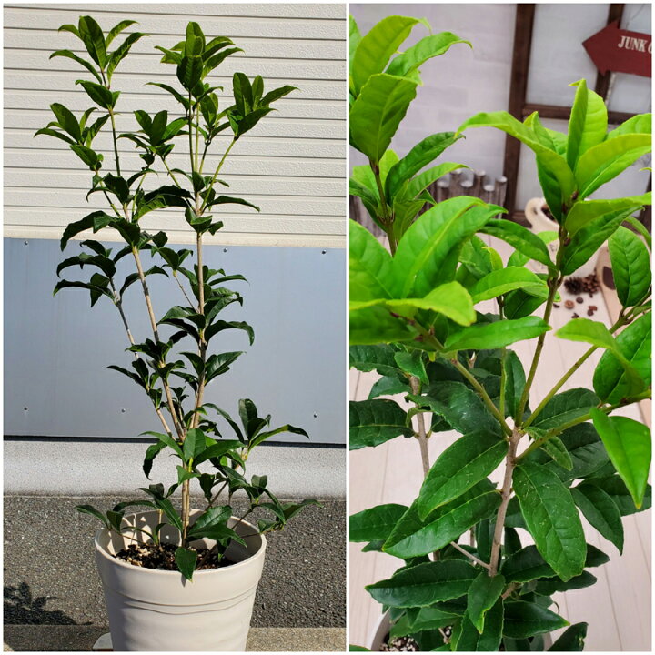 キンモクセイ 苗木 7号 鉢植え 金木犀 きんもくせい 植木 庭木 品種不明 Fleur Town 吉本花城園