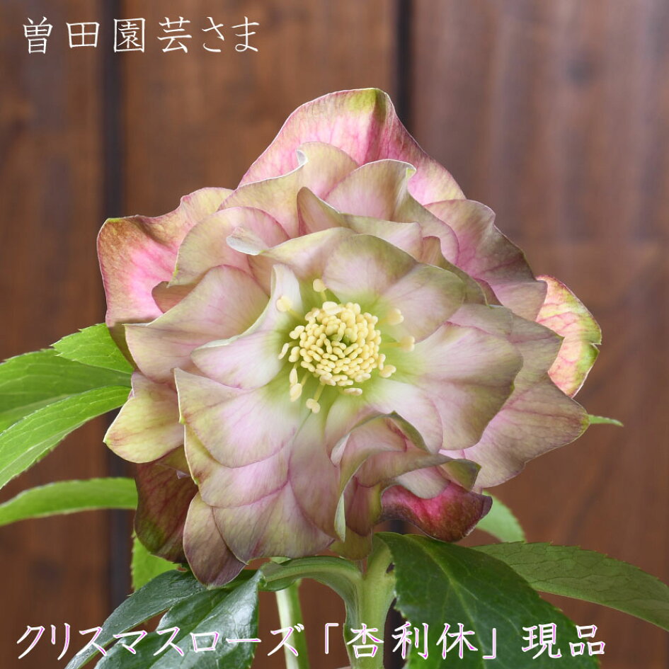 楽天市場 | Fleur Town 吉本花城園 - 曽田園芸さんの希少クリスマス 