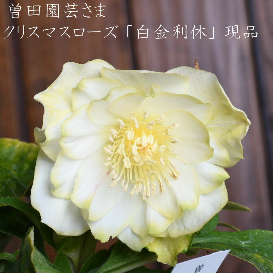 楽天市場 | Fleur Town 吉本花城園 - 曽田園芸さんの希少クリスマス 