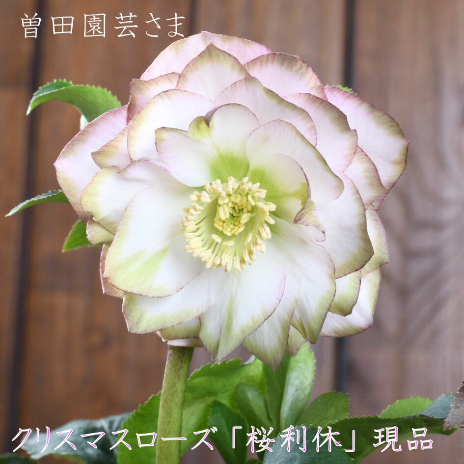 楽天市場 | Fleur Town 吉本花城園 - 曽田園芸さんの希少クリスマス 