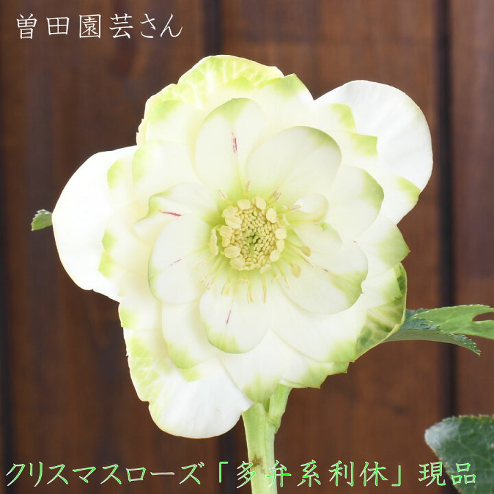 楽天市場】曽田園芸 多弁系利休 【現品販売】 クリスマスローズ 開花株 
