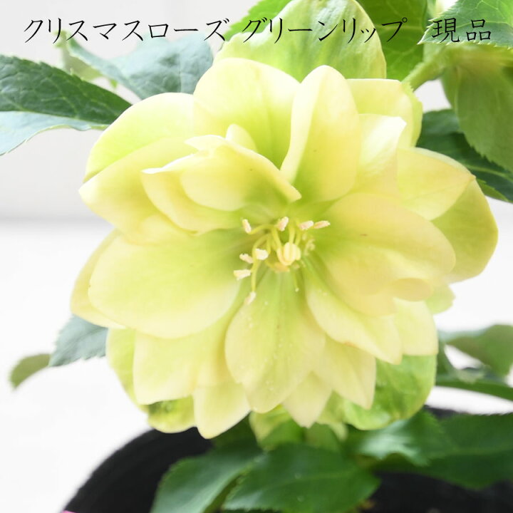 楽天市場】クリスマスローズ グリーンリップ 【現品販売】 曽田園芸 