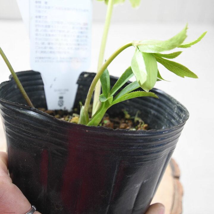 楽天市場】クリスマスローズ 一茶 【現品販売】 曽田園芸 開花株 貴重 