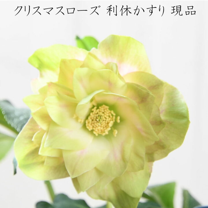 楽天市場】クリスマスローズ 利休かすり 【現品販売】 曽田園芸 開花株 