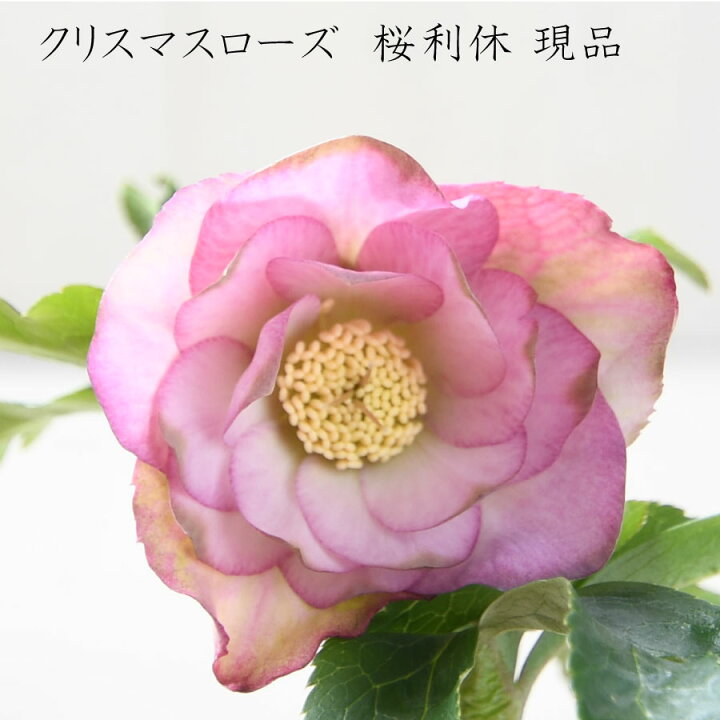 楽天市場】クリスマスローズ 桜利休 【現品販売】 曽田園芸 開花株 