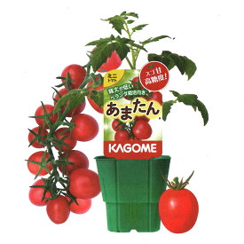 トマト 栽培セット そのまま育てる トマトの土 15L 専用支柱 野菜 KAGOME カゴメのトマト苗 あまたん こあまちゃんオレンジ