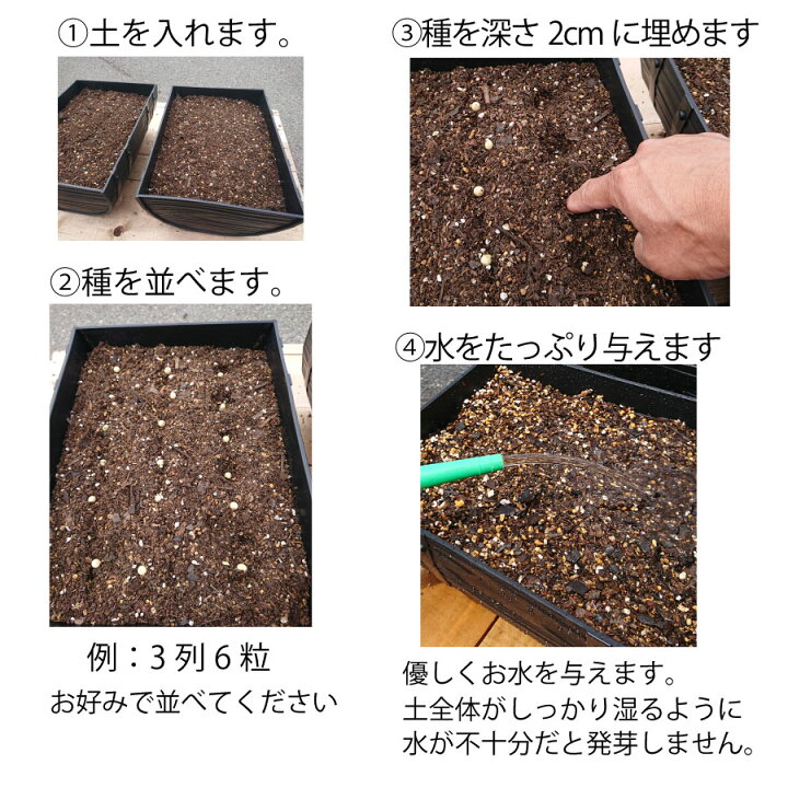 枝豆 栽培セット えだまめ 種 プランター 2個 土 20リットル種から育てる 苗 にして収穫を楽しめる Fleur Town 吉本花城園 72個セット えだまめ栽培セット GD-979 おつまみ栽培 家庭菜園 家庭栽培 枝豆 ベランダ 庭 鉢 土 種 セット