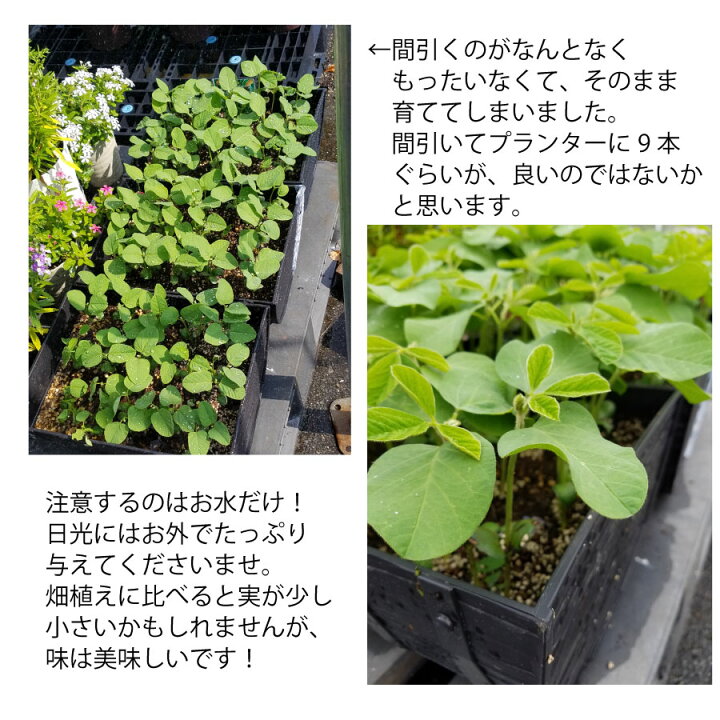 楽天市場 枝豆 栽培セット えだまめ 種 プランター 2個 土 リットル種から育てる 苗 にして収穫を楽しめる 父の日にも Fleur Town 吉本花城園