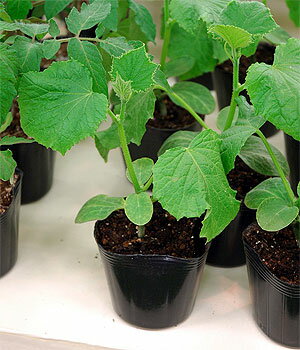 楽天市場 4月にお届け予約品 野菜キュウリ苗3号ポット 接木苗 おやゆび姫 Fleur Town 吉本花城園 楽天市場 4月にお届け予約品 野菜キュウリ苗3号ポット 接木苗 おやゆび姫 Fleur Town 吉本花城園