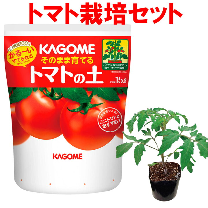 とまと様専用❤️ありがとうございます❤️ 楽天市場】トマト 栽培 