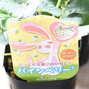  pCx[ 3|bgc | v^[͔| Hn͔| Â lCi C`S 