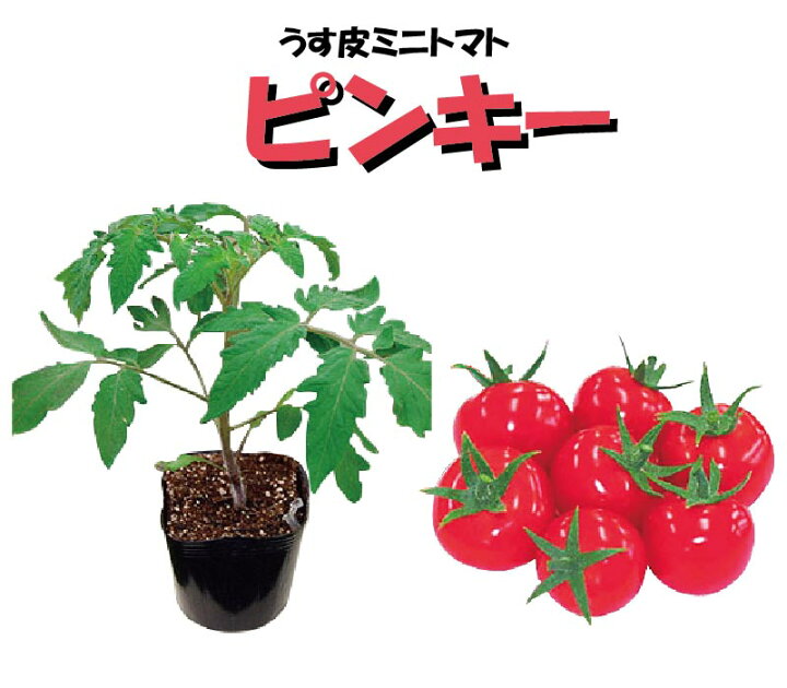 楽天市場 ご予約品 4月中旬以降お届け 野菜苗 トマト苗 3号ポット 接木苗 ピンキー Fleur Town 吉本花城園 楽天市場 ご予約品 4月中旬以降お届け 野菜苗 トマト苗 3号ポット 接木苗 ピンキー Fleur Town 吉本花城園