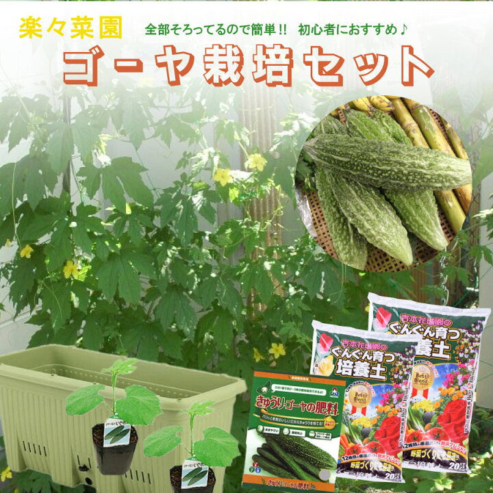 楽天市場】ご予約品 4月中旬以降お届け 楽々ゴーヤー 栽培セット 貯水 