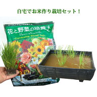 かんたん 田んぼセット (半タル鉢1、稲苗1、土10L） 稲苗 イネ お米 お米作り栽培セット 自由研究 品種 …