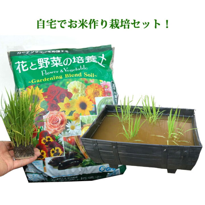 楽天市場 かんたん田んぼセット 半タル鉢1 稲苗1 土10l 稲苗 イネ お米 お米作り栽培セット 自由研究 Fleur Town 吉本花城園