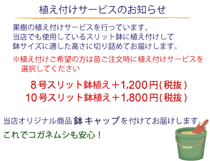 楽天市場】登録品種【さくらんぼ：紅きらり】コルト台木 1年生裸